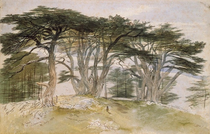 Edward Lear - "Cedars of Lebanon"